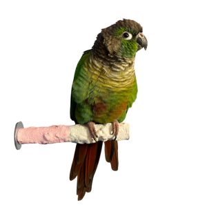 POL 50752 - CUTTLEBONE CALCIUM PERCH SMALL