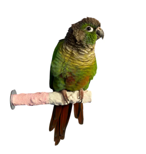 POL 50752 - CUTTLEBONE CALCIUM PERCH SMALL
