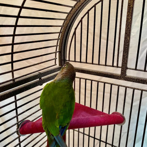 POL 51074 - POLLY'S LAZY LOFT SMALL