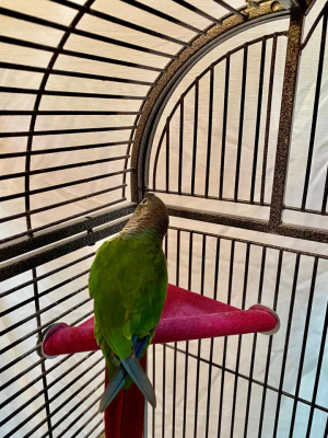 POL 51074 - POLLY'S LAZY LOFT SMALL