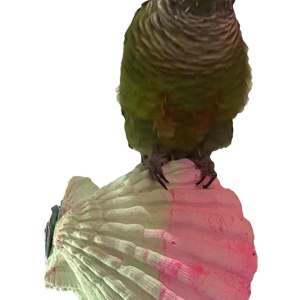 POL 51036 - POLLY'S COMFY CLAM SMALL