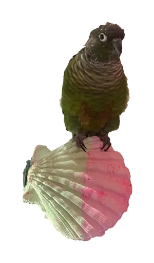 POL 51036 - POLLY'S COMFY CLAM SMALL